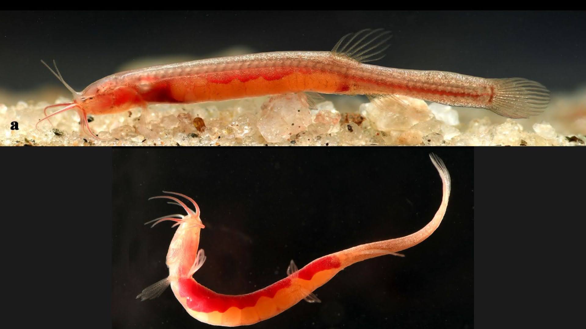 Researchers discover northeast India's first underground-dwelling blind fish in Assam Well